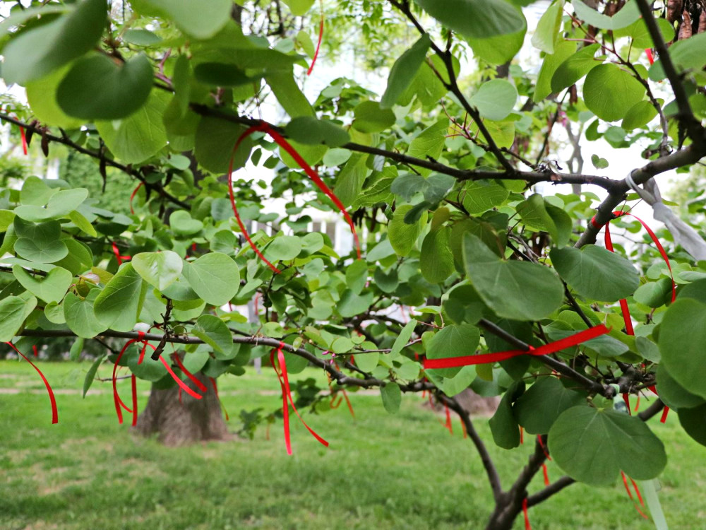 11507 image for slide