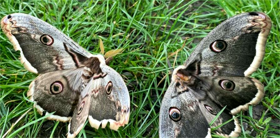 11784 image for slide