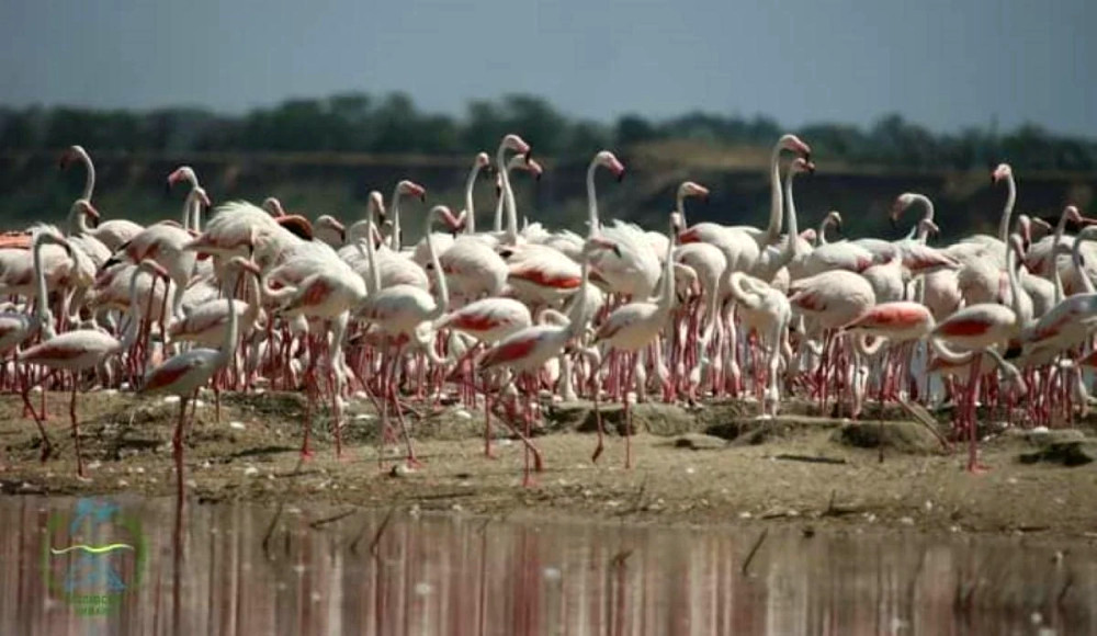 11950 image for slide