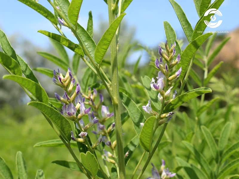 12616 image for slide