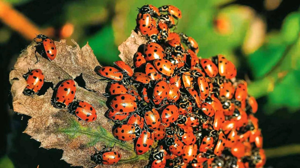 12824 image for slide