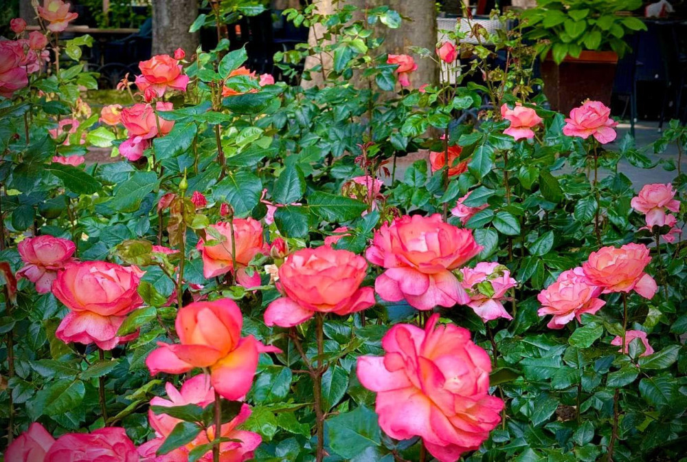 8589 image for slide